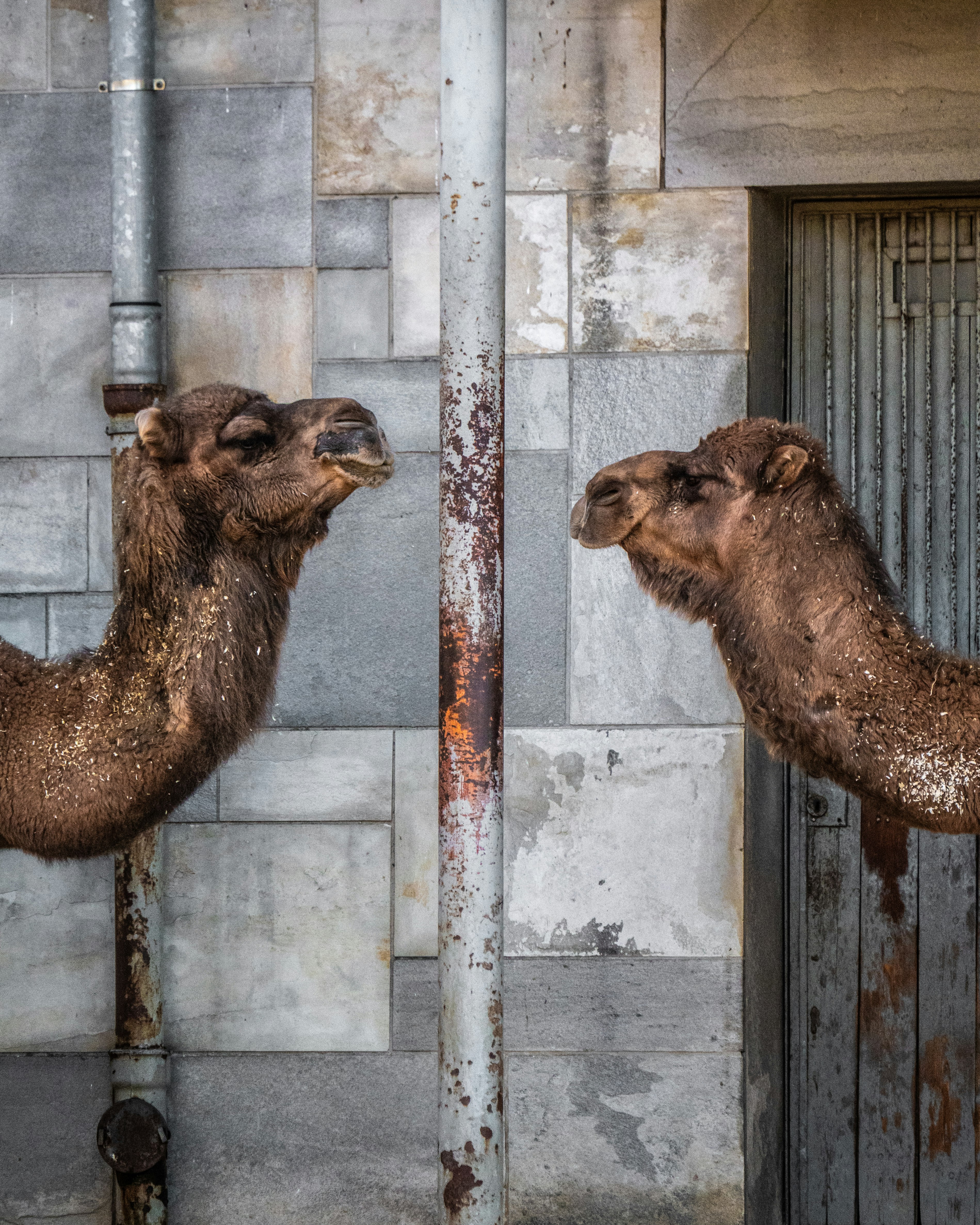 brown camel in front of white wooden fence during daytime